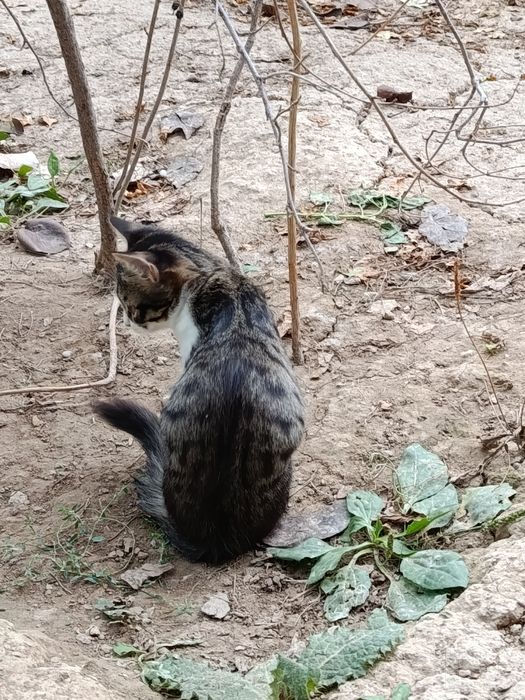 Котенок пристраивается.