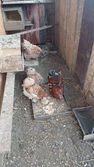 Vând porumbei diferite rase