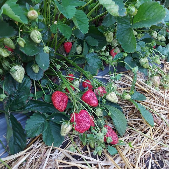 Vindem stoloni capsuni soiuri diverse Albion, Alba , Asia