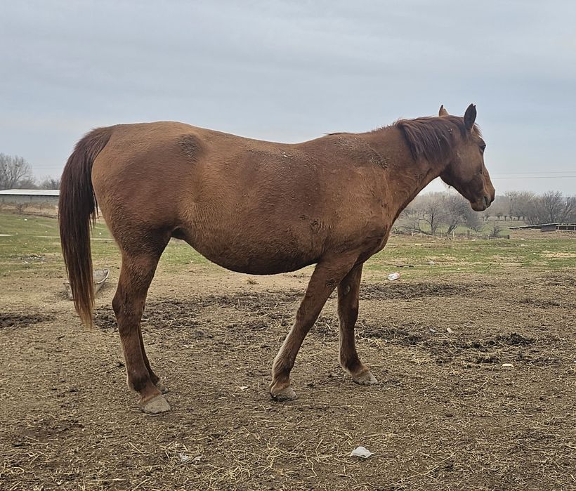 Дончак бие сатылады