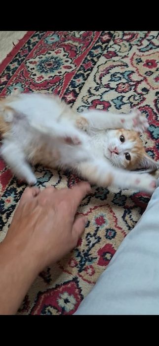 Котенок пацанчик Русик в добрые руки!
