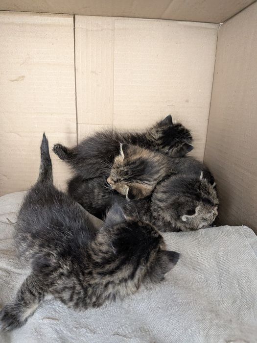 Пушистые котята ищут дом!