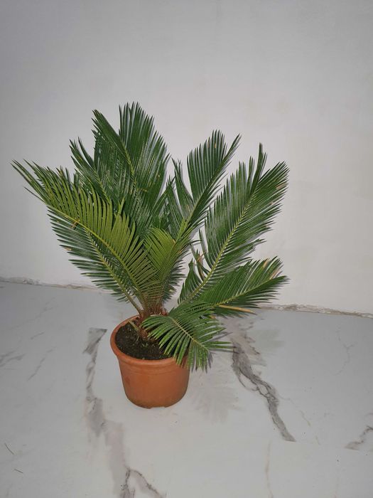 Палма Цикас 25 евро