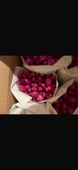 ТЮЛЬПАНЫ Оптом и в розницу