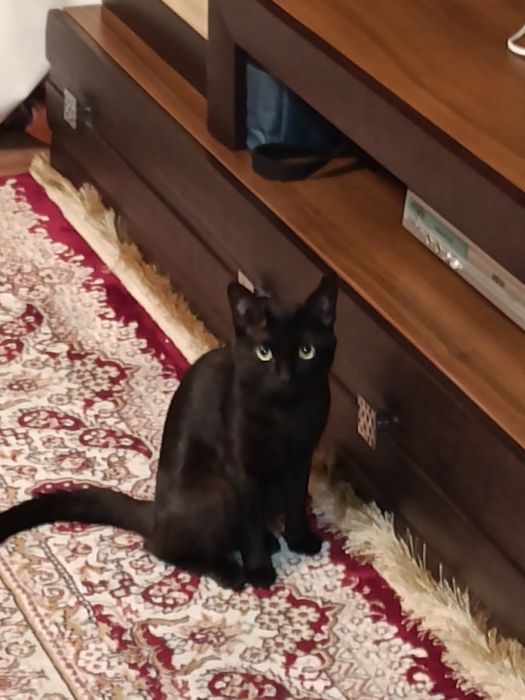 Отдам кота в хорошие руки