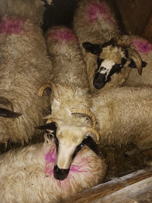 Vand 14 miei in jur de 20-30 de kg
