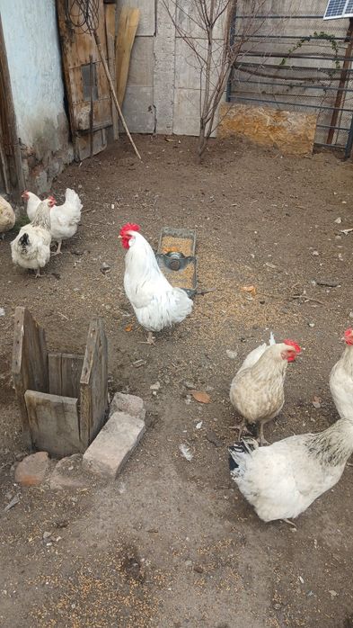 Продам петушка бел