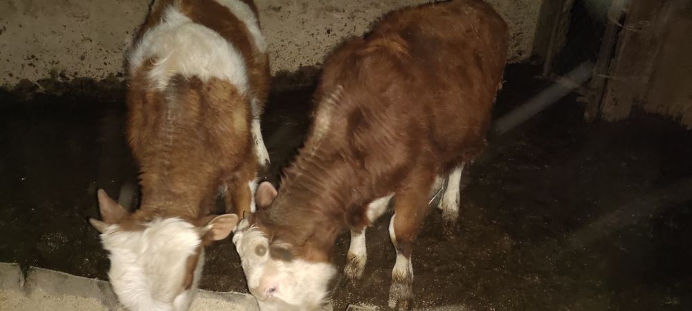 Бұқа, қашарлар симментал