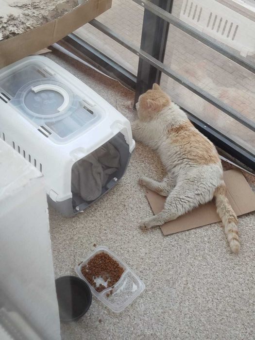 Срочно дом котику (британец, 4 года)