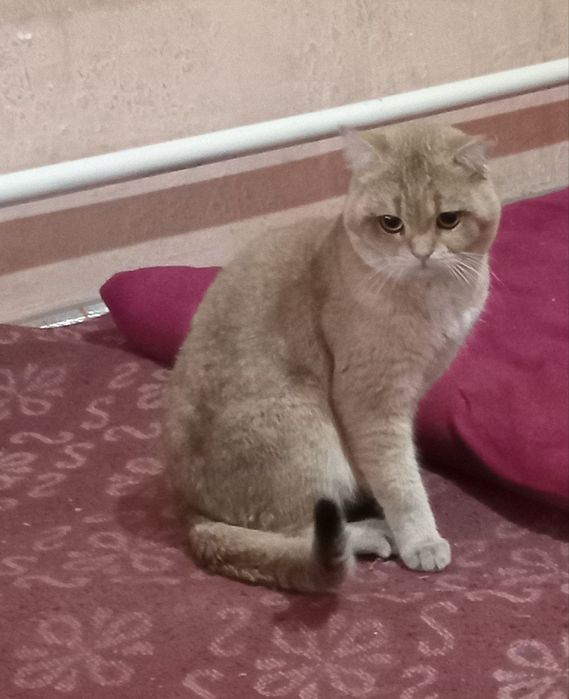 Britanskiy shinshilla 2 yosh