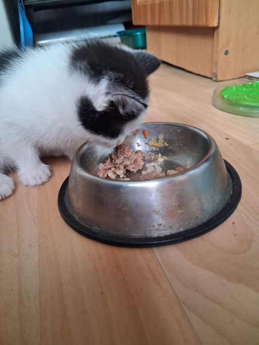 Катята два месяца