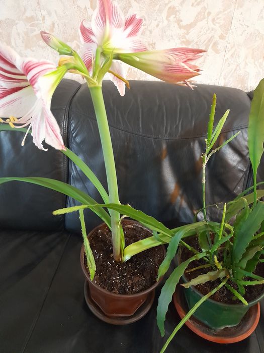 Красиви нежни цветя