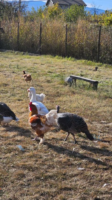 Големи пуйки за празниците, кокошки