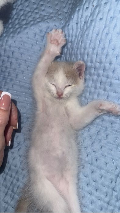 Отдам в хорошие руки