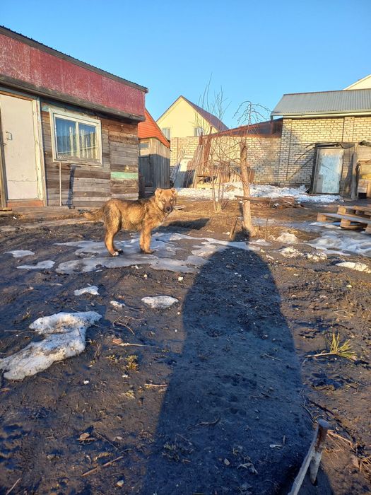 Продам щенков ,,Алабай,,,