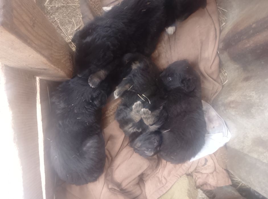 Даром щенята хорошие