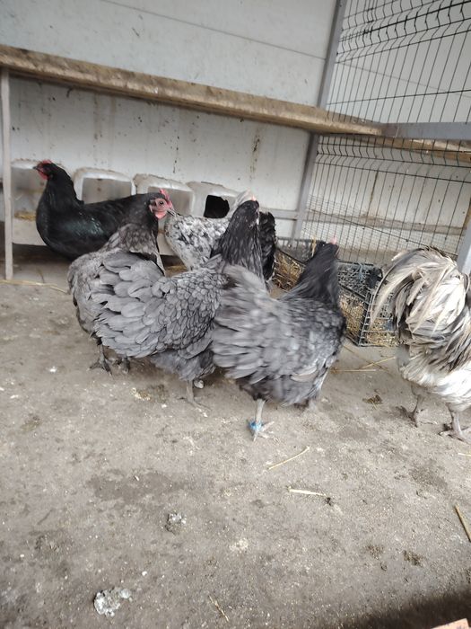Vând oua Australorp albastru și negru.