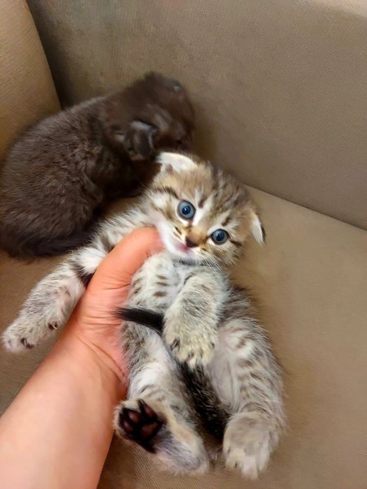 Шотландские котята