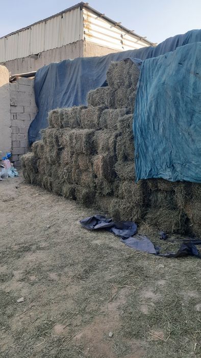 Беда прес сотилади