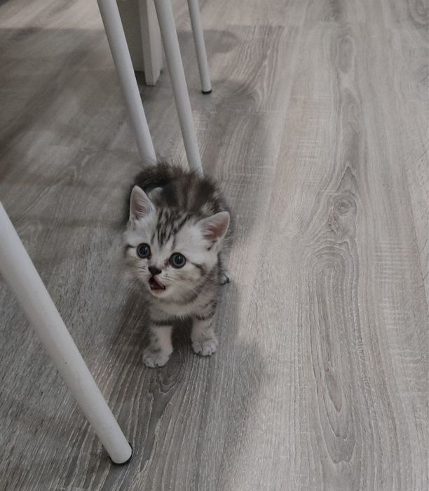 Котенок шотландский