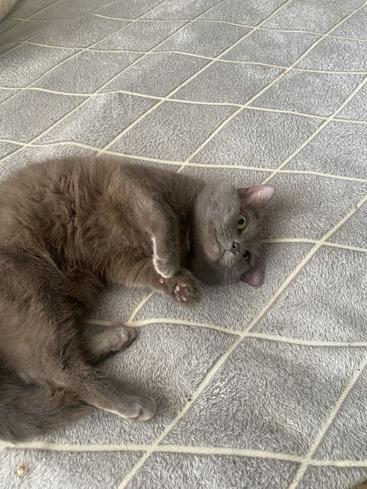 Отдам кота в добрые руки