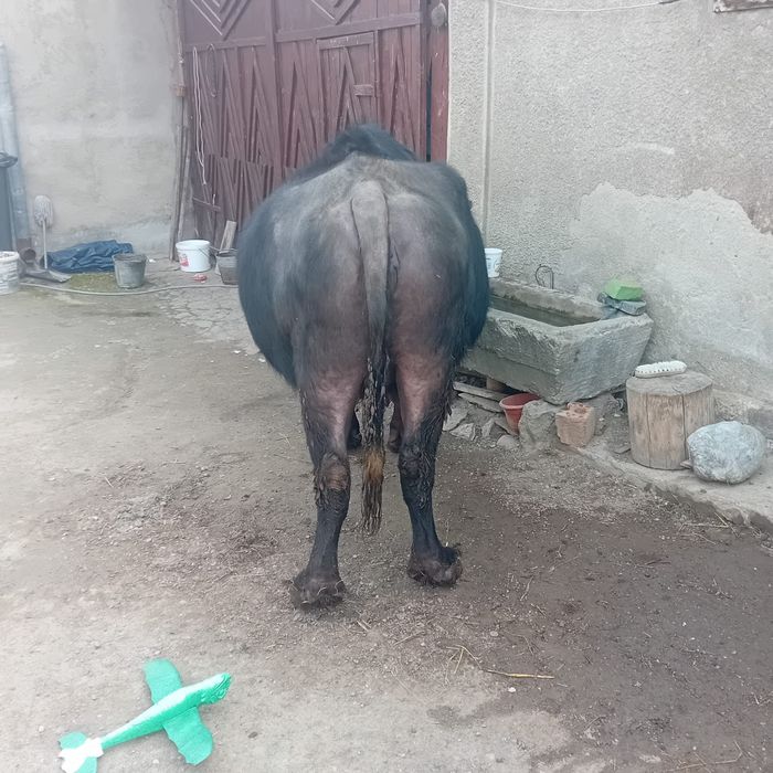 Bivoliță gestanta  de vanzare
