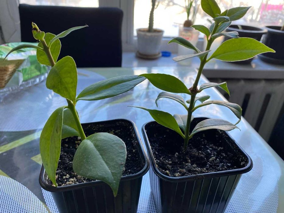 Продам Эсхинантус, жар птица