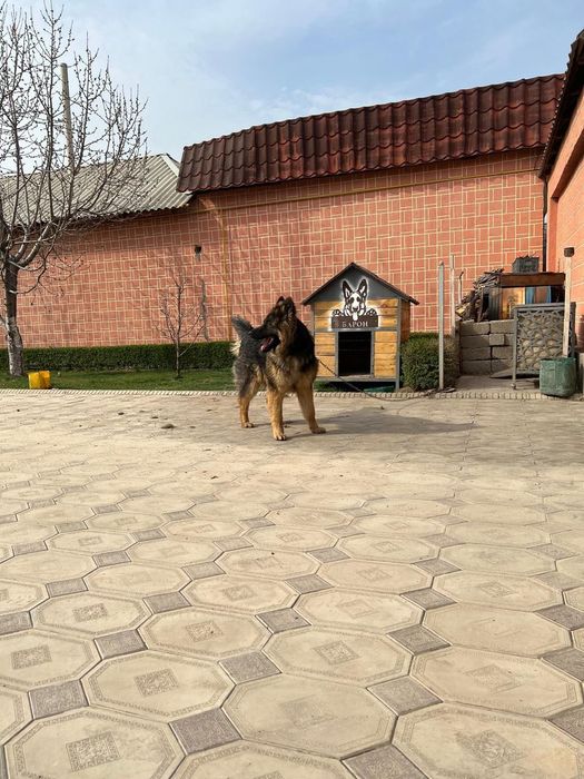 Овчарка, Восточноевропейская