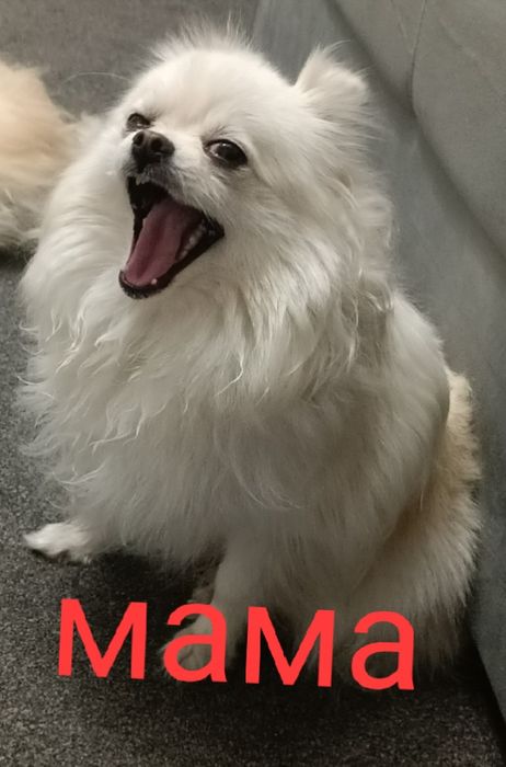 Шпиц мальчик чистокровный.