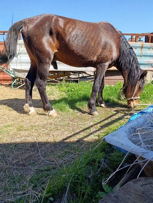 Айгыр сатылады.  .