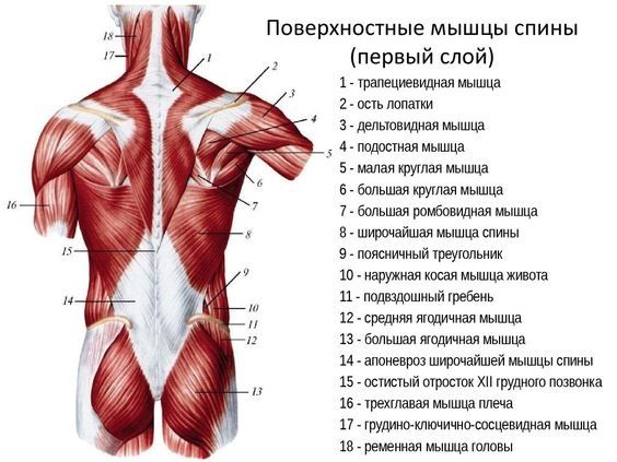 Массаж,все виды массажа