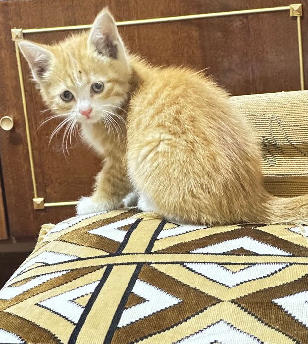 Котёнок, мушук боласи