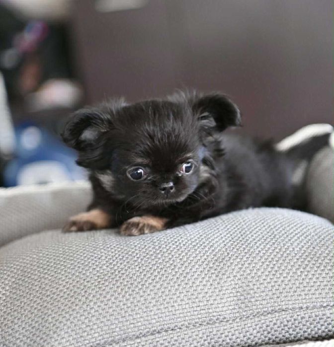 Женско миниатюрно дългокосместо чихуахуа черно с подпали