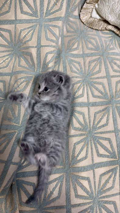 Котенок вислоухий