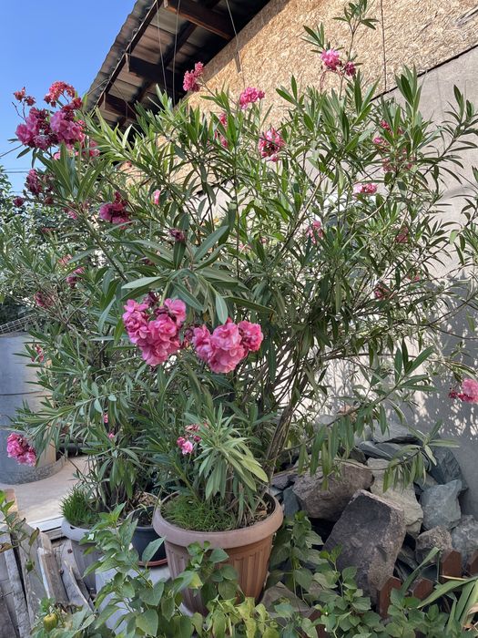 Олеандр в горшке