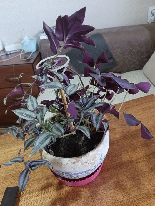 Продам набор цветов