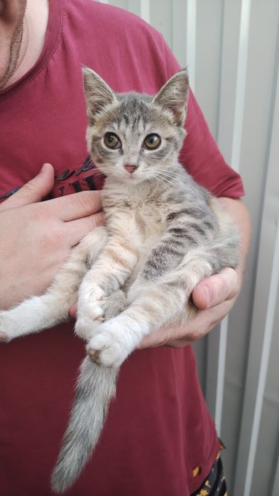 Котенок, красивый