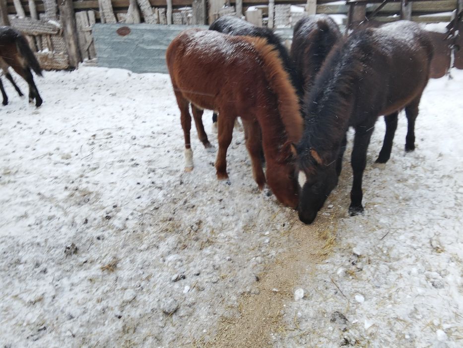 Продам жеребят оптом