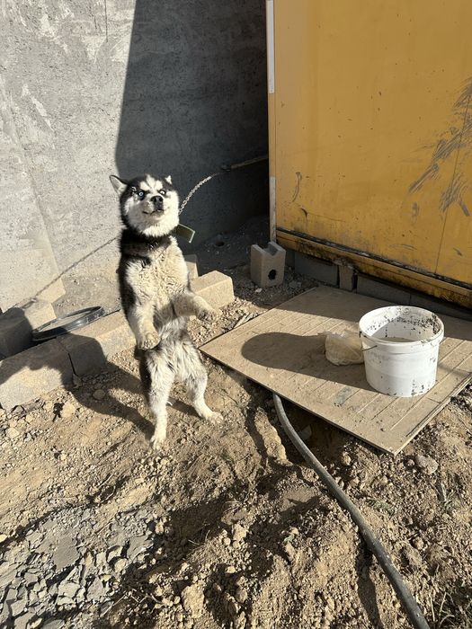 Хаски дружелюбный барон