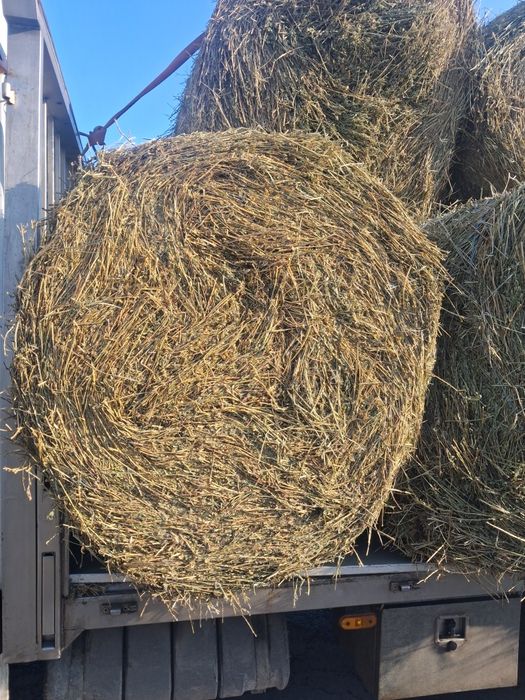 Vand lucerna coasa a2