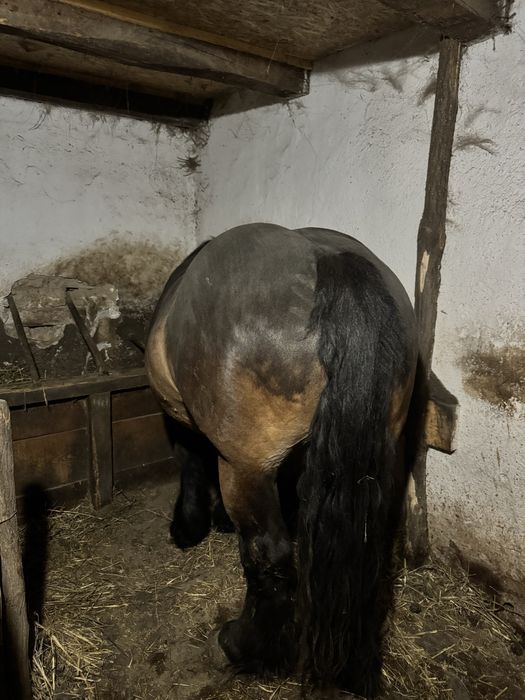 Vand manza neagra