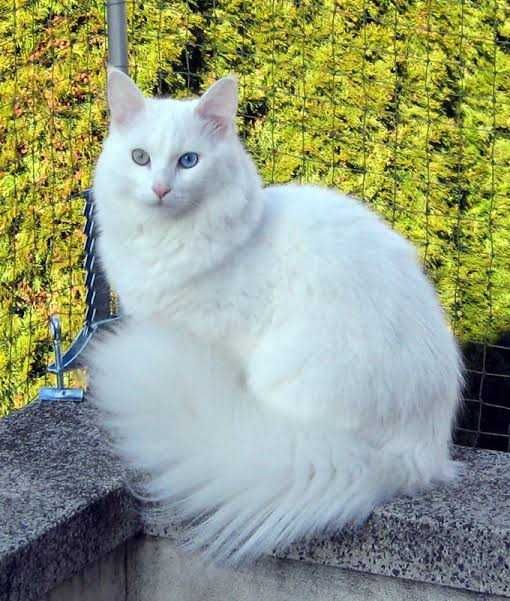 Turkish angorasi mushugi (turkish vani)