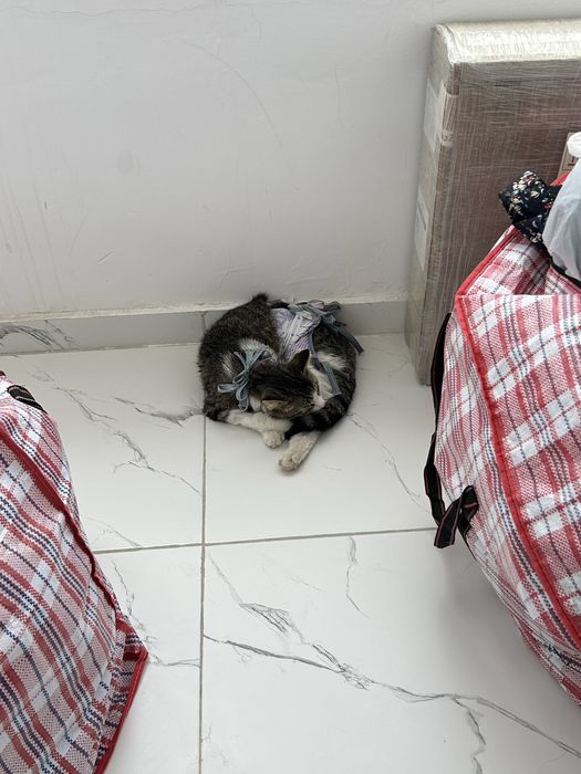 Кошка ищет домик