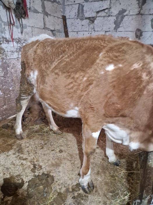 Vacă bălțată la al 2-lea vițel