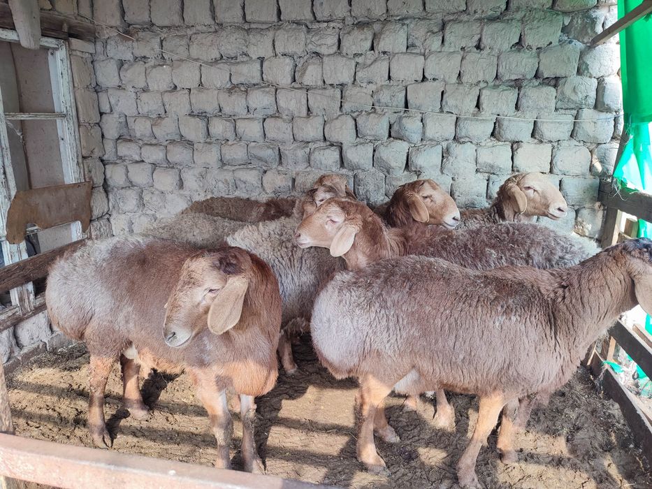 Қӯйлар сотилади,