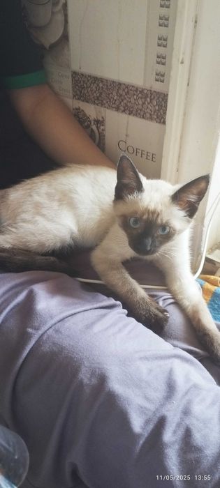 Chiroyli ayollar köftesi