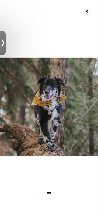 Обувки за кучета