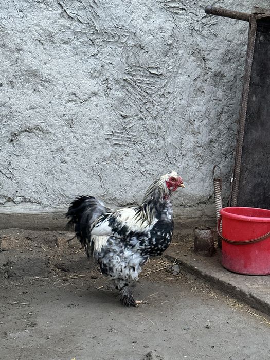 Brama xo‘roz sotiladi (yirik zot)