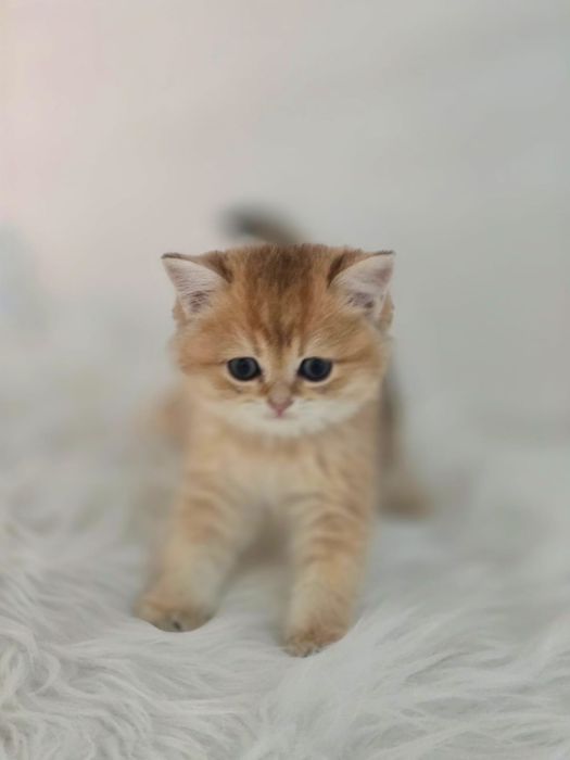 Британские котики.пухЛявые