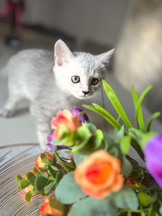 Животные кошки .